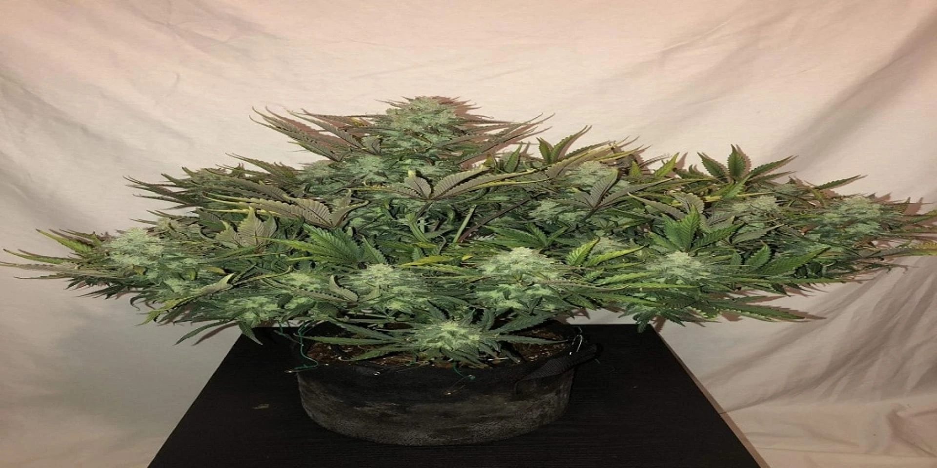 A Primer on Growing an Autoflowering Gorilla Glue Strain
