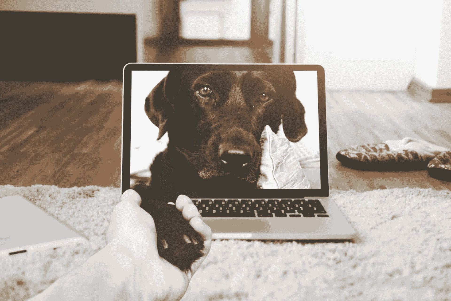 Virtual Vet Visits: How Online Consultations are Revolutionizing Pet Care