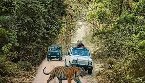 Jim Corbett Jeep Safari Booking: All You Need To Know