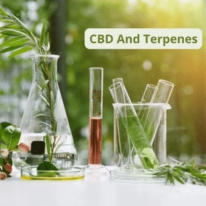 A Complete Guide to CBD And Terpenes