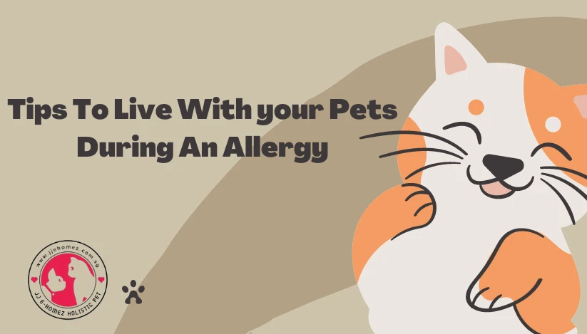 Tips to Live with Your Pet During An Allergy