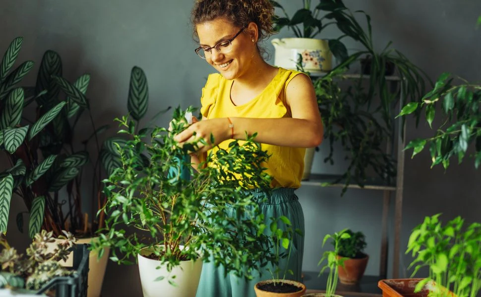 Plant Decor Trends: 15 Plants Elevating Your Interior Aesthetics