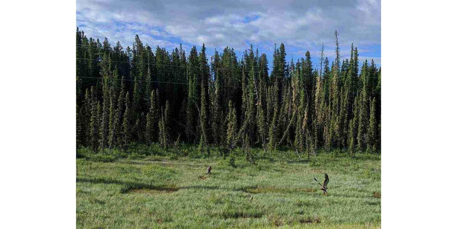 5 Reasons To Hire Survey Companies