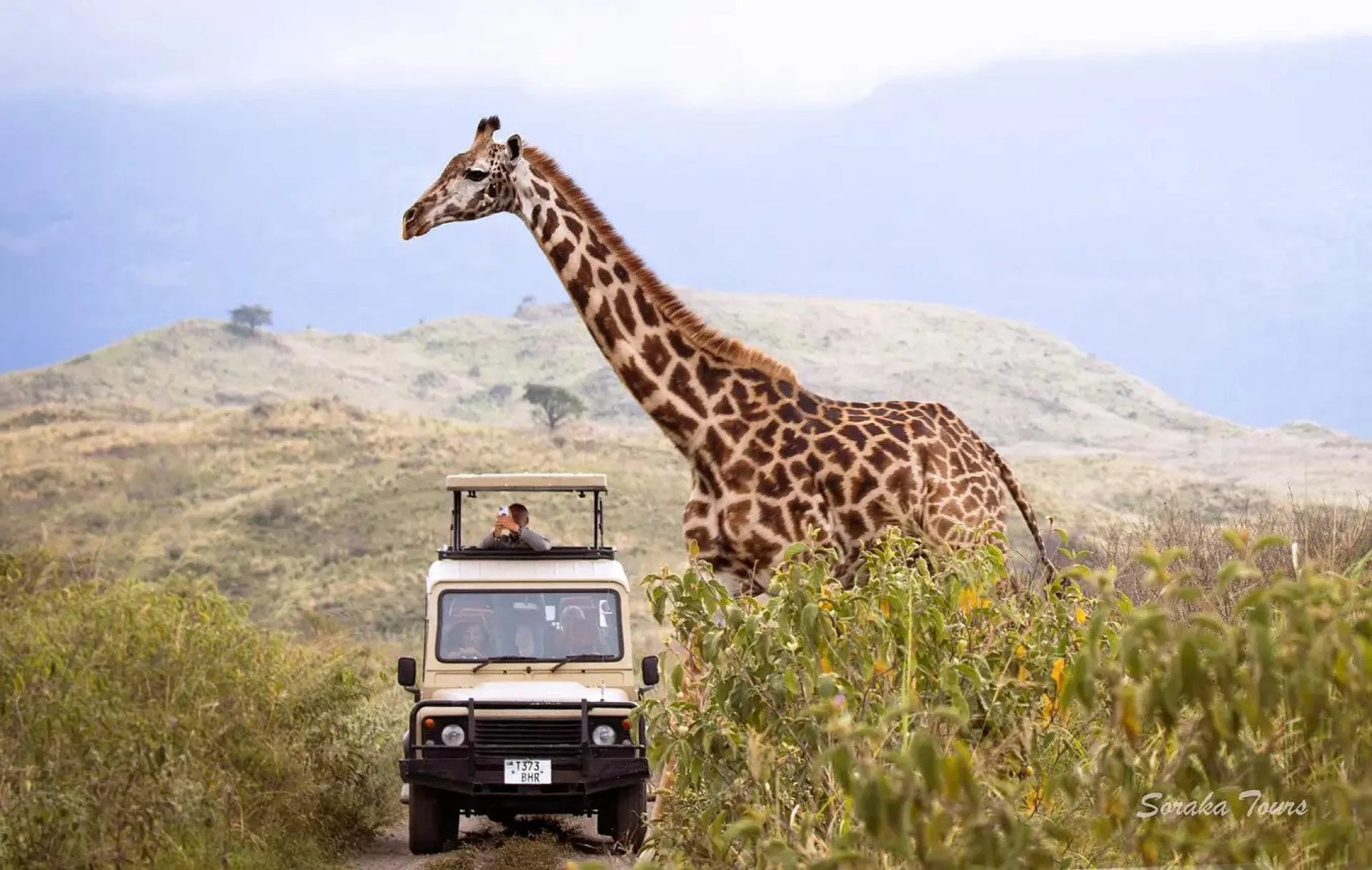 All You Need to Know About African Safari Vacations