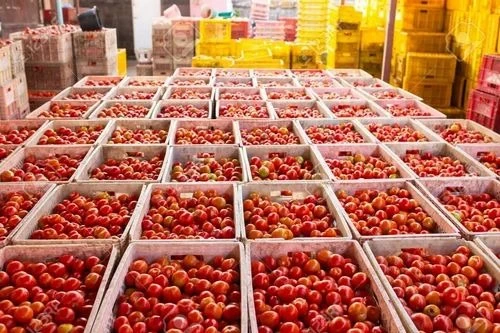 Tomato Processing Plant Project Report 2024: Investment Opportunities, Cost and Economics