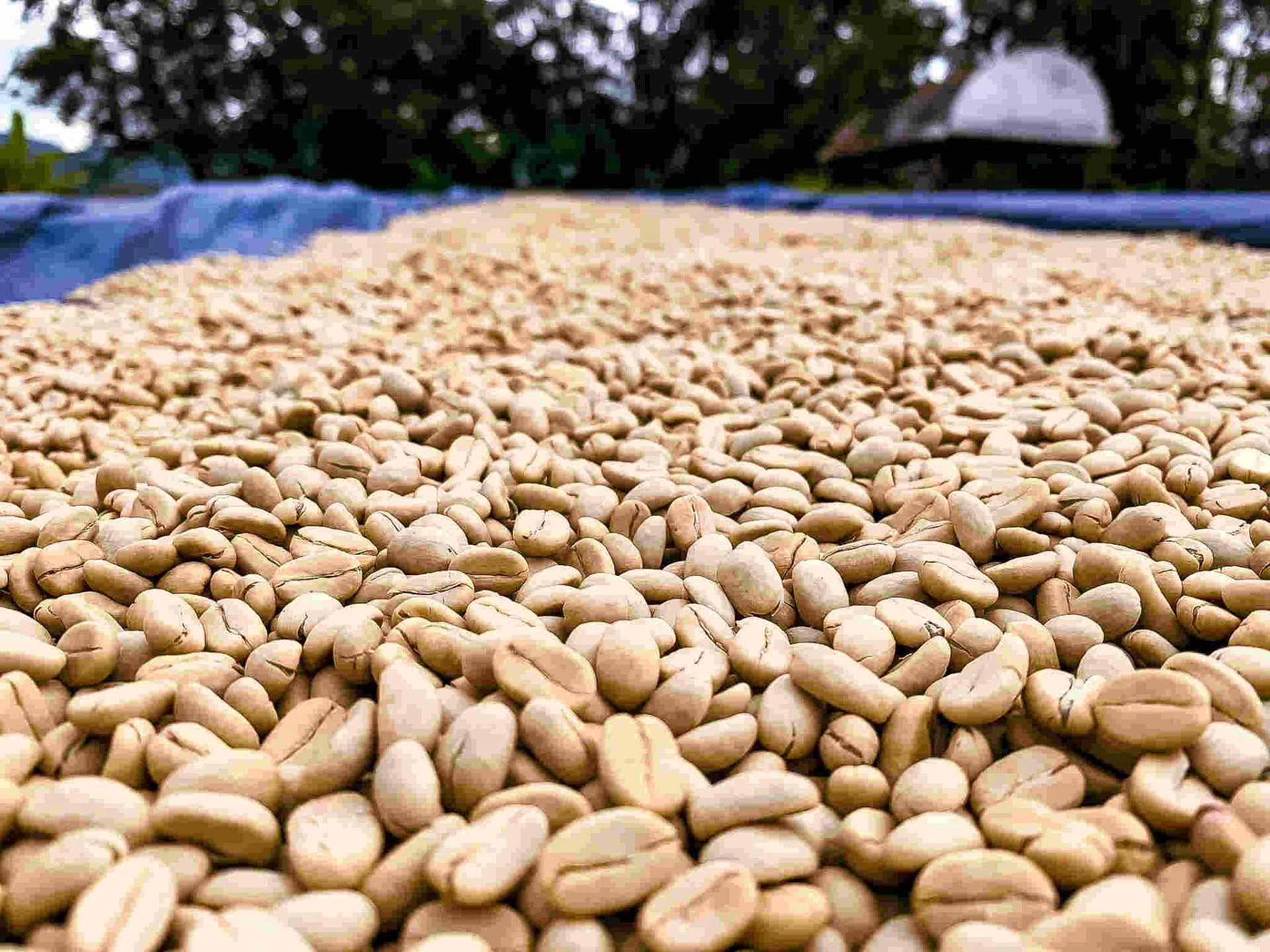 Top Quality Coffee Beans in Melbourne