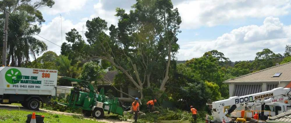 My (Near) Tree Removal Experience