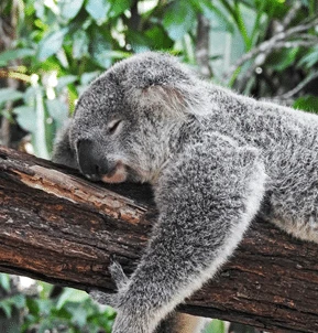 Thinking of Moving to Australia? Read This!