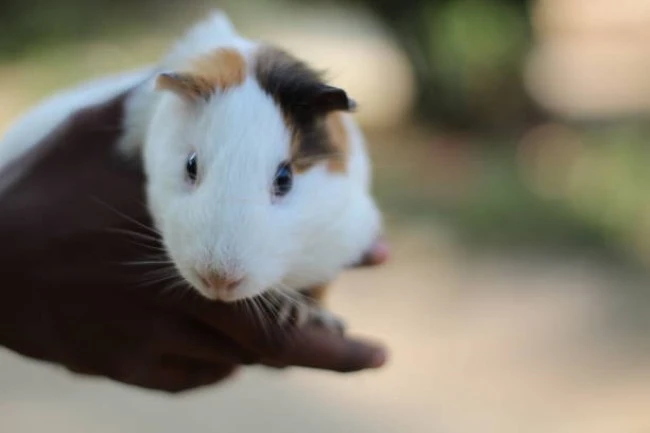 Creating the Perfect Home for Your Small Pet: Expert Tips