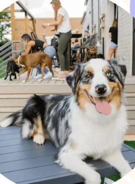 Puppy Daycare Near Me