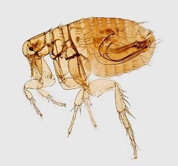 Fighting Fleas