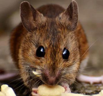 Rats As Pets