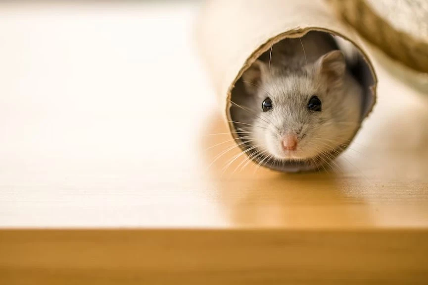 Why Hamsters Make Popular Pets?