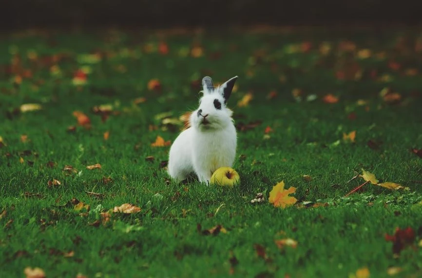 Can Rabbits Walk On A Leash?