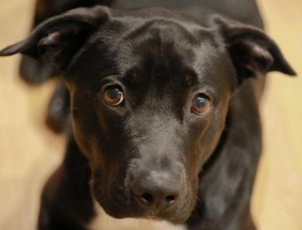 Is Your Dog Ready To Get Into Dog Sports?