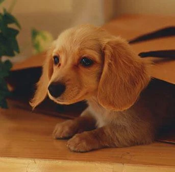 Can I Give Table Scraps To My Dog?