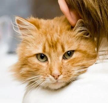 Why Cats Overgroom: Is It Stress Or Boredom?