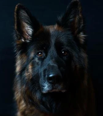 Black German Shepherds Are Generally Healthy Dogs