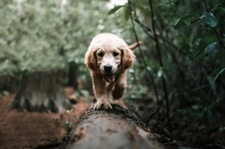 Tips For Training Your Dog