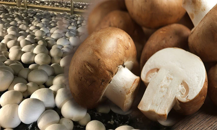 Shrooms Online – A Reliable And Discreet Magic Mushrooms Provider