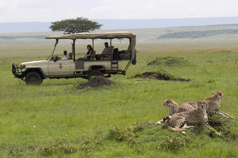Ultimate Safari Adventure: A Comprehensive Guide to Masai Mara Tour Packages