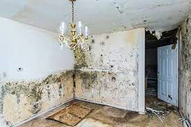 Mold Damage - The Ever Increasing Cost of Ignoring It