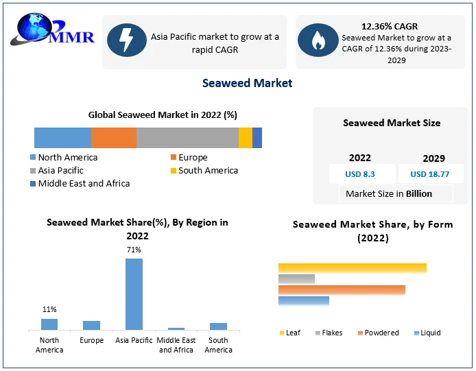 Growing Green: Navigating the Sustainable Future of Seaweed Farms