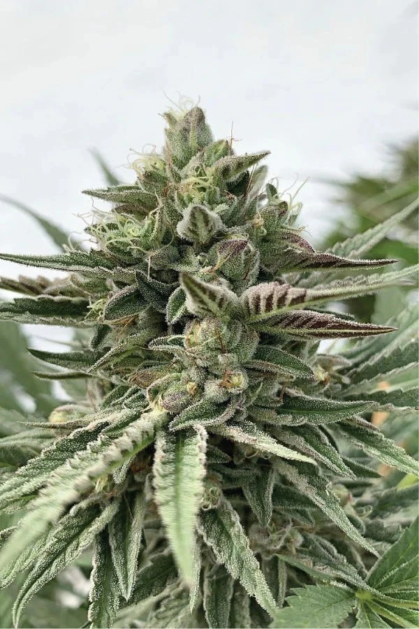 Exploring the Medical Benefits of Humboldt Pound Cake