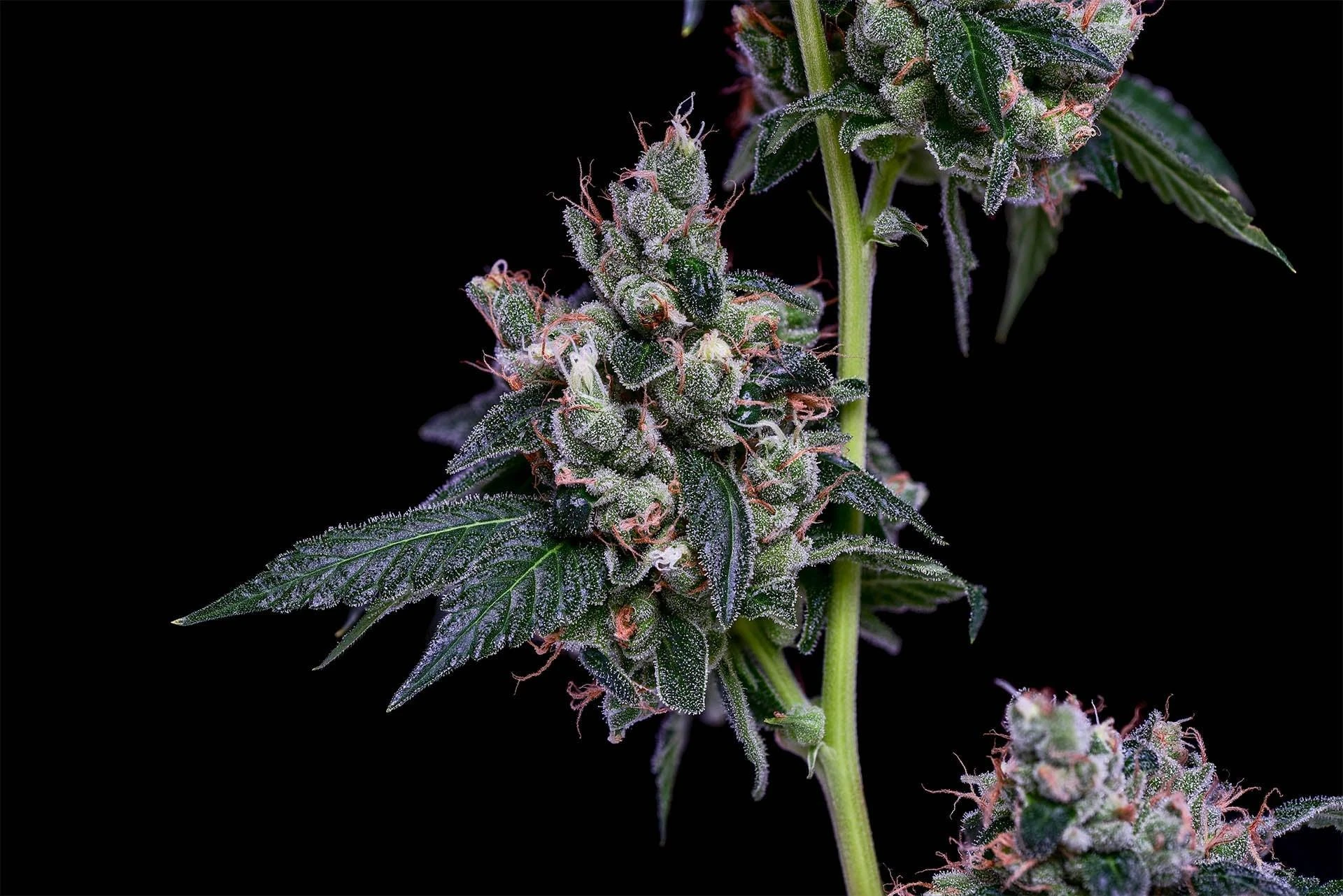 Unlocking the Distinctive Qualities of Humboldt Seed Co