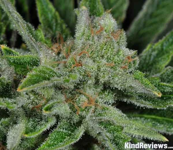 What Kind of Soil Is Best for Tangie Ghost Train Plant?