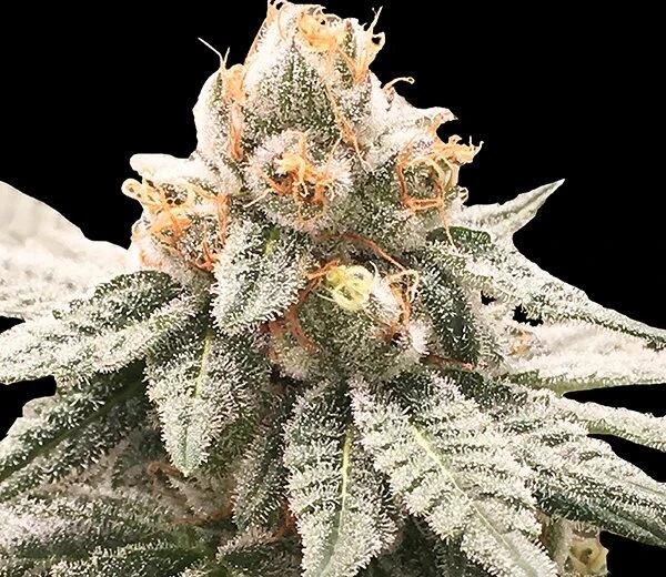 How To Evaluate The Potency Of Lemon Oasis Strain