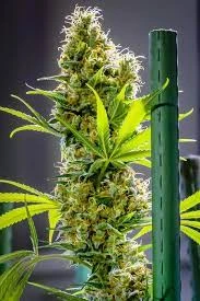 Grow Guide Of Southern Humboldt Seed Collective