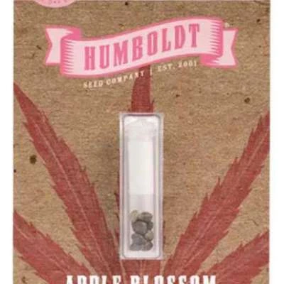 The Ideal Process of Making The Autoflower Cannabis Seeds