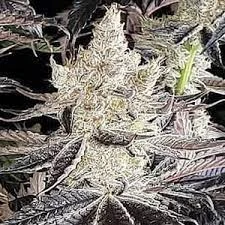 What You Should Know Before Growing Ethos Genetics Seeds