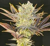 How To Grow Cannabis Seeds For Sale In Summer