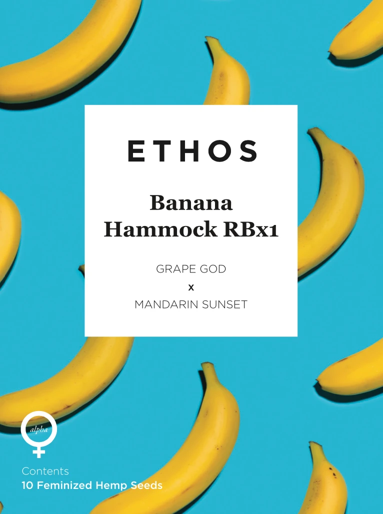Banana hammock seeds: Harvesting cannabis seeds in the right way