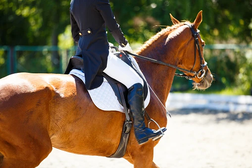 Tailored Sportsman Breeches are the best Outfits for Horseback Riding