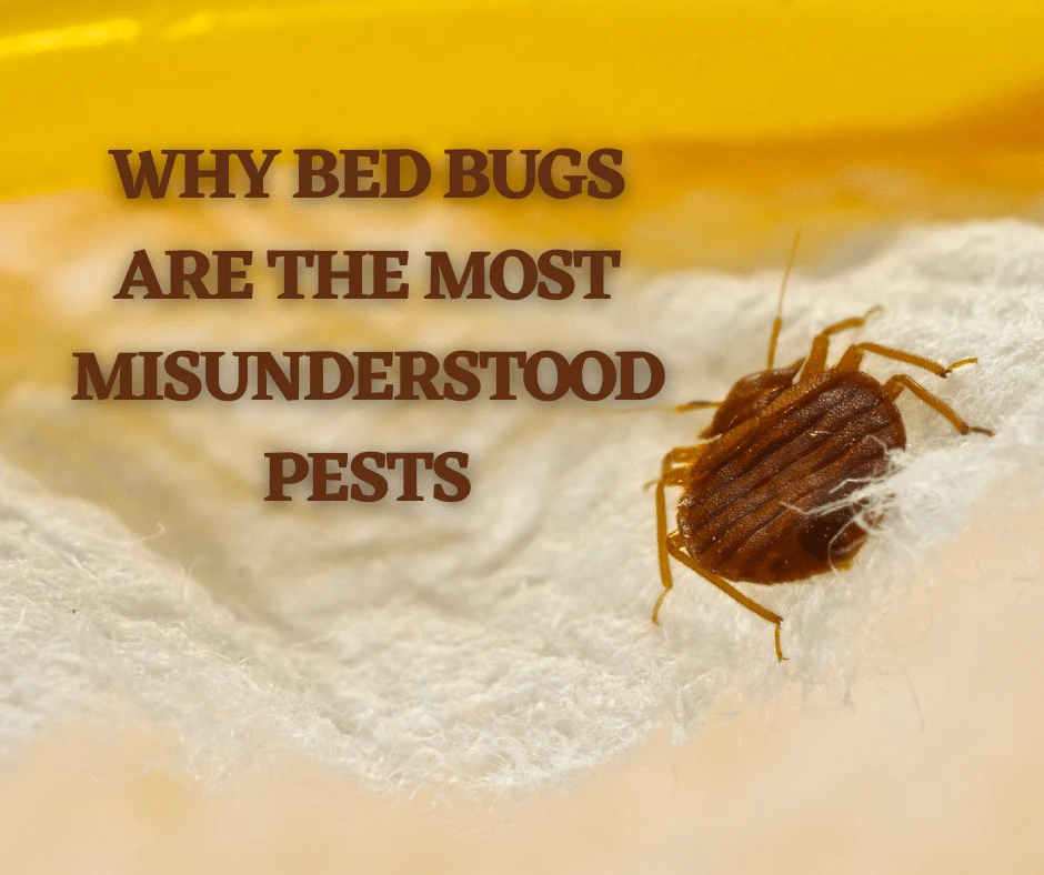 Why Bed Bugs Are the Most Misunderstood Pests