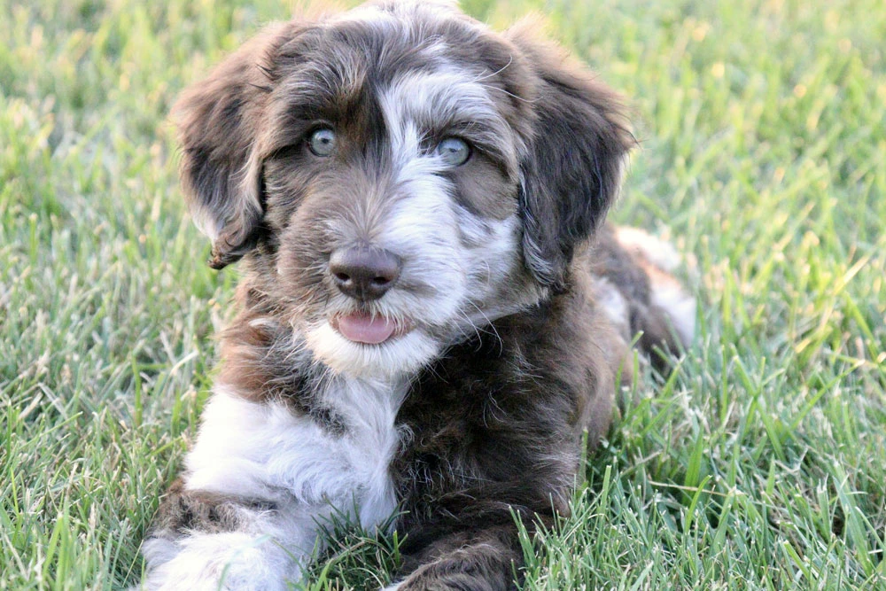 The Ultimate Aussiedoodle Dog Breed Guide