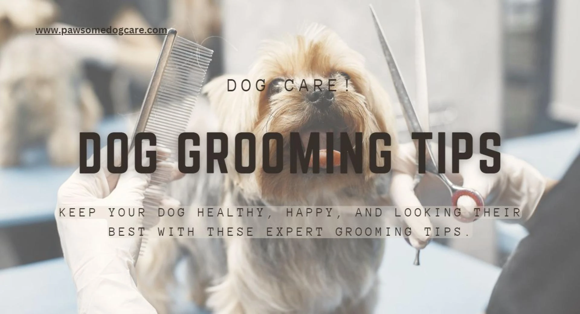 Dog Grooming