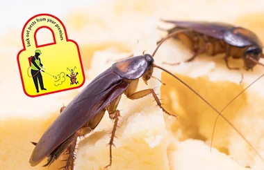 Exploring the Different Types of Fumigation Services Available