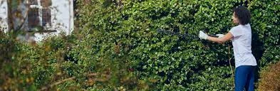 Tree Company: Your Trusted Partner in Tree Care