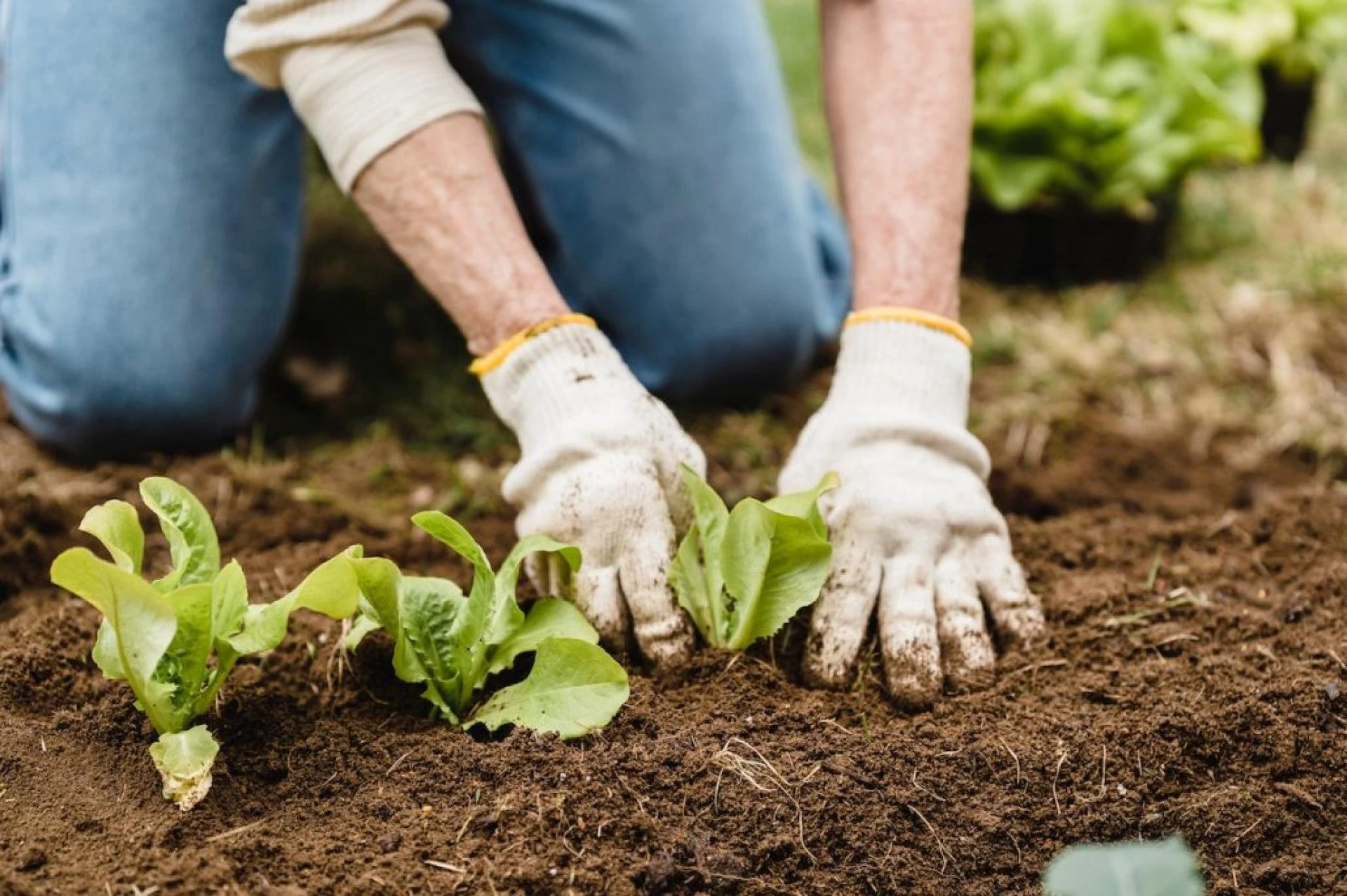 Shining a Light on Plant Biostimulants