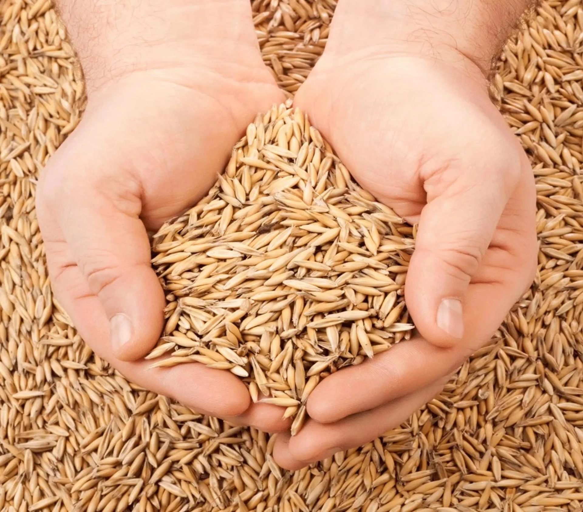 Animal Feed Manufacturing Plant Report 2024: Industry Trends, Requirements for Unit Operations, Cost and Revenue Generation