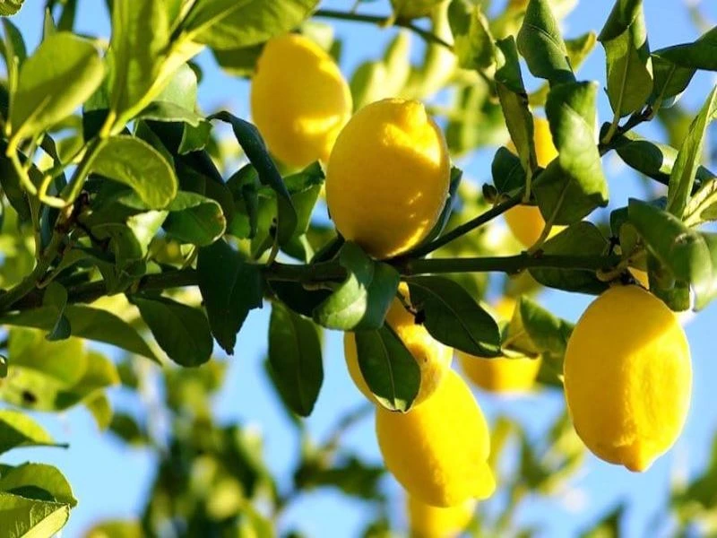 Commercial Lemon Farming in India - Essential Factor
