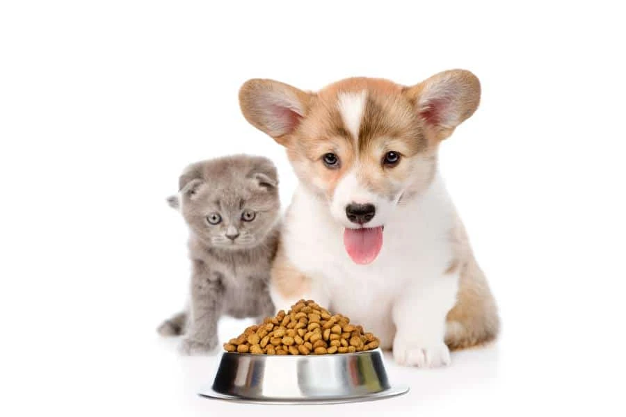 Pet Food Market Analysis 2021: Industry Overview, Growth, Trends, Opportunities and Forecast Till 2026