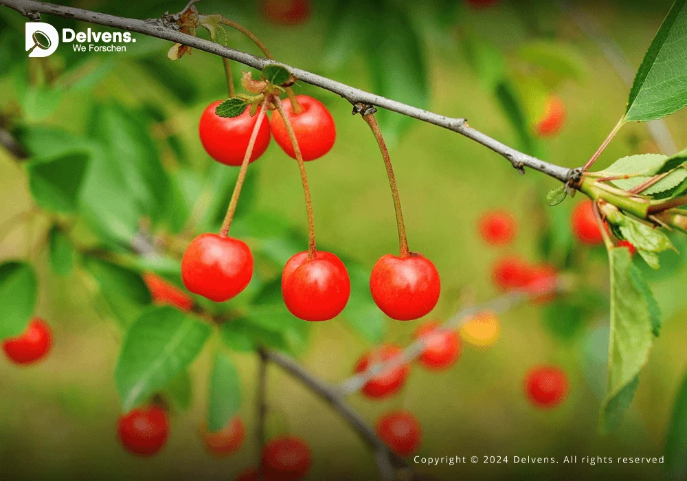 Acerola Extract Market: Unveiling Research Insights on Size, Growth, and Revenue