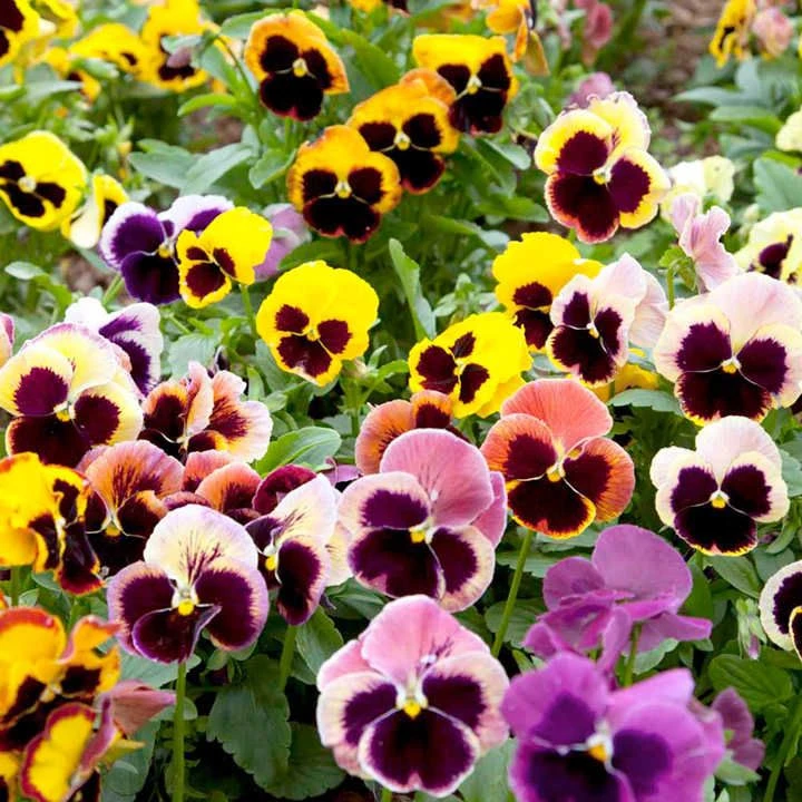 Seasonal Pansy Planting: When and How to Sow Seeds