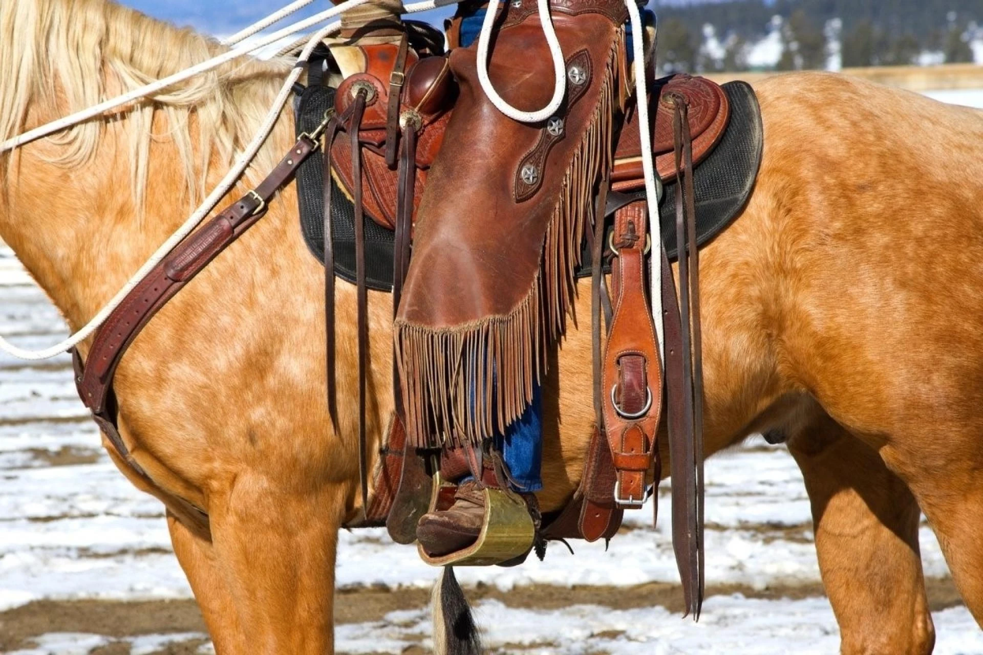 Tips For Buying The Best Horse Riding Chaps