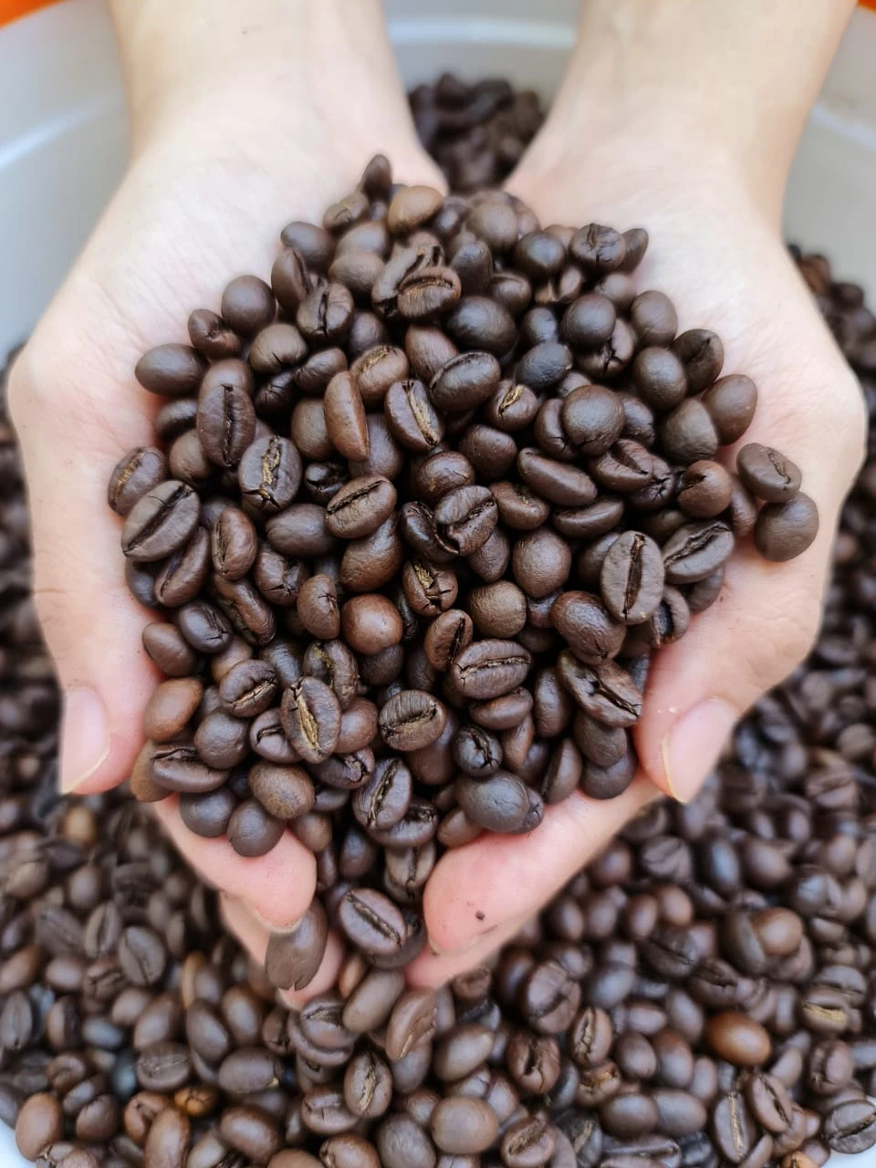 Premium Robusta Green Bean Coffee